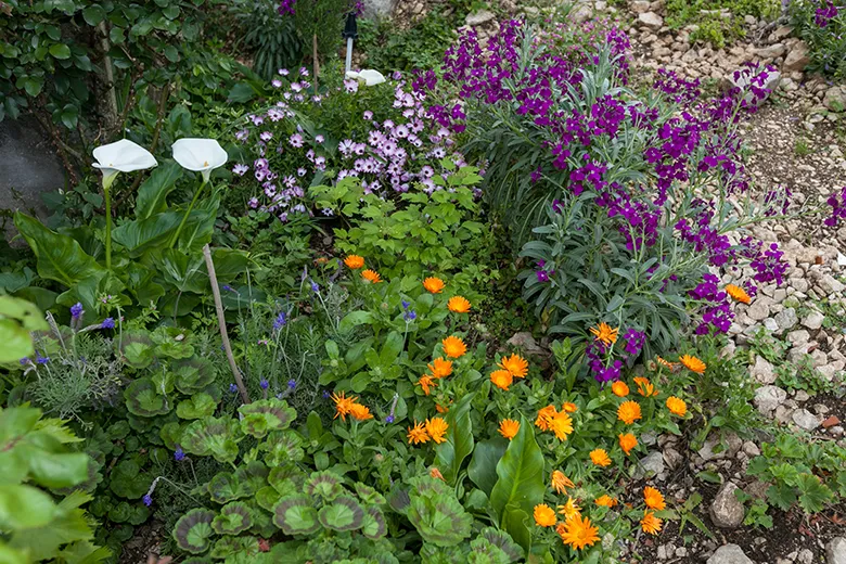 Apartments Marija and Frane Mravičić - flowers in the garden